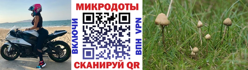 Псилоцибиновые грибы Psilocybe  купить наркотики сайты  Бакал 