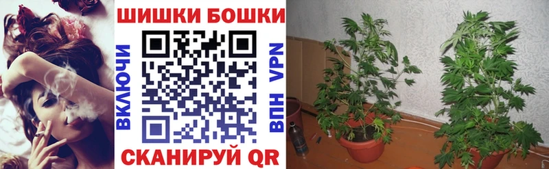 МАРИХУАНА план  Бакал 